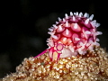   Banded Egg Cowrie Margovula bimaculataAnilao Philippines  